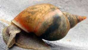 Furu: съдържание, съвместимост, репродукция, описание, снимка, видео